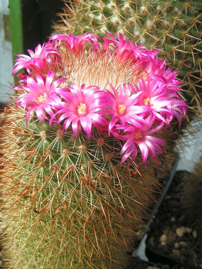 Mammillaria magnifica